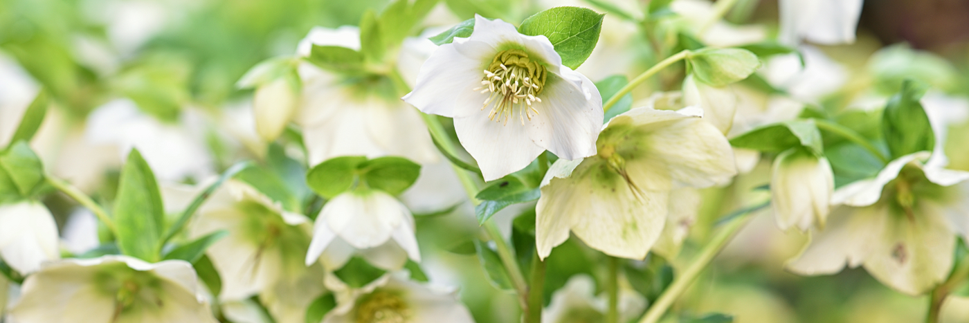 Handsome Hellebores