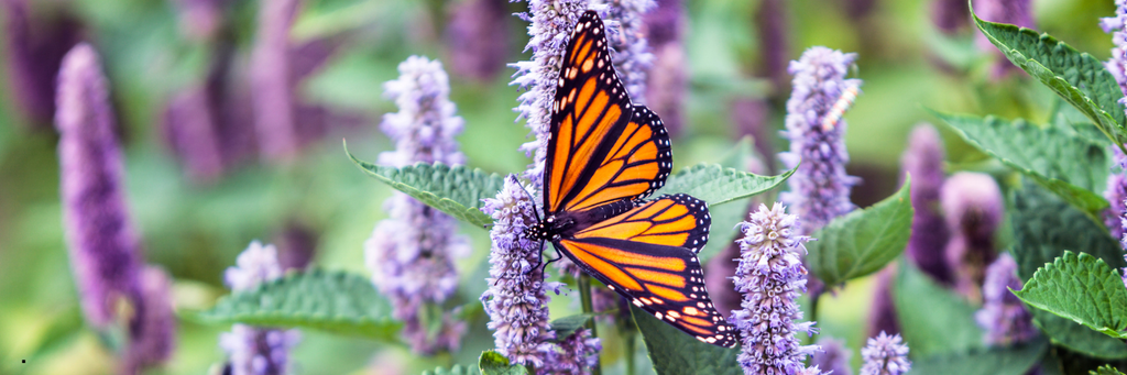 Gardening With Purpose:  Plants That Give Back in 2026