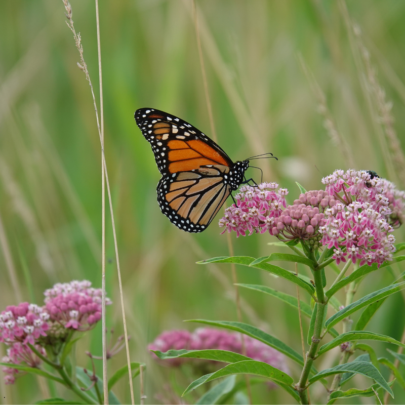 Gardening with Purpose